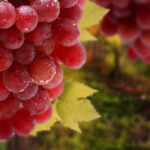 В Алуште пройдет фестиваль «Виноградные сезоны»