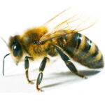 Пчелы – Спасительницы