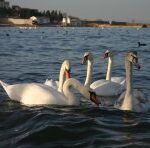 Крымские орнитологи призвали подкармливать лебедей только в период сильных морозов