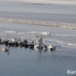 На Молодежном пляже в Керчи за лебедями и утками следят хищники.