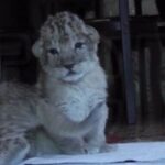 В крымском сафари-парке впервые родились трое серых львят