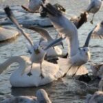 В период сильных морозов зимующие в Крыму птицы не пострадали