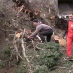 Бизнесмены продолжают уничтожать крымский лес (видео)