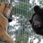 Под Севастополем планируется открыть парк медведей и тигров
