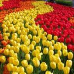 В Никитском ботсаду представят выставку тюльпанов