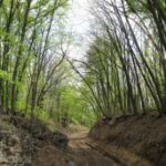 Крыму временно введен запрет на въезд в лес на автомобиле