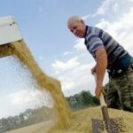 Крымские аграрии надеются собрать 25 центнеров зерновых с гектара