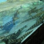 В День защиты детей юные крымчане смогут бесплатно посетить крокодиляриум и аквариум