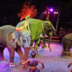 В Севастополе откроют цирк