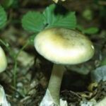 Под Алуштой зафиксировано массовое отравление грибами