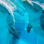 Украина требует от России вернуть крымских боевых дельфинов