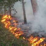 (Русский) С начала года в Ялте 15 раз тушили лесные пожары