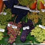В Алуште проходит выставка-продажа винограда