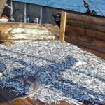 До конца года рыбакам разрешили добыть в Азовском море 80 тыс. тонн хамсы