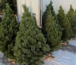 Среднюю цену на новогодние елки в Крыму определили в 200 рублей
