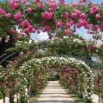 В Никитском ботаническом саду разобьют новый розарий