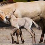 (Русский) В симферопольском зооуголке родился жеребенок