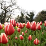 Из-за холодов в Никитском ботаническом саду распустилась только треть тюльпанов
