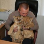 В Симферополе родились два львенка