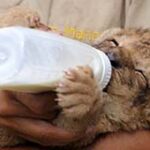 В Севастопольском мини-зоопарке родилась львица