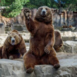 Создатель парка львов в Крыму решил создать парк медведей