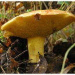 (Русский) Депутаты Крыма хотят запретить собирать в лесах больше 5 килограмм грибов и ягод в день