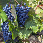 Урожай винограда на "Массандре" вместо украинцев собирают сибиряки