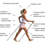 В воскресенье, 5 марта в Университетском (Воронцовском) парке будет проведен мастер класс по скандинавской ходьбе.