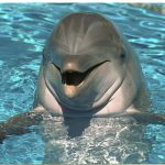 Массовая гибель дельфинов в Балаклаве - ЛОЖЬ?