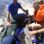 (Русский) В Керчи в канале вблизи городского пляжа спасли дельфина-белобочку